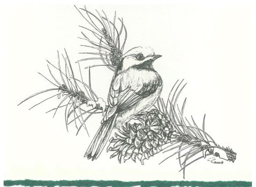 Illustrations Birds