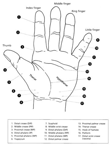 Interactive Reflexology Hand Chart